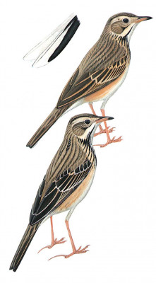 image-bird-anthus-novaeseelandiae-richardi-221x400.jpg