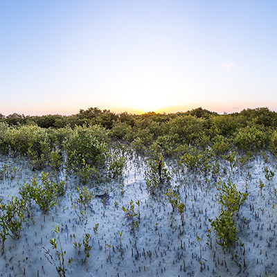 Mangroves