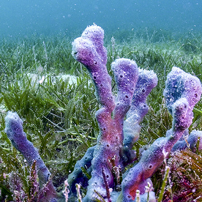 Seagrass Beds